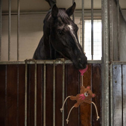 QHP Horse toy Valentine Bear